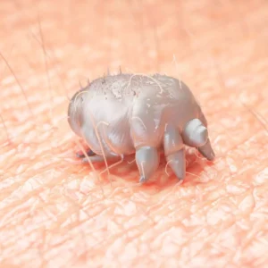 0_Illustration-of-a-scabies-mite-on-human-skin