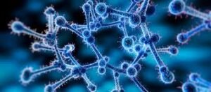candida auris