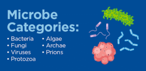 microbe categories